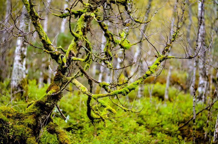 Innred med naturdesign