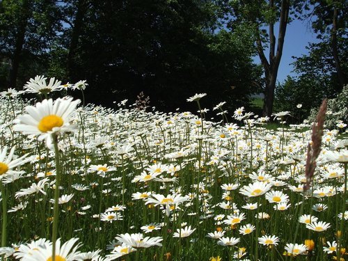 Hvordan nyte naturen